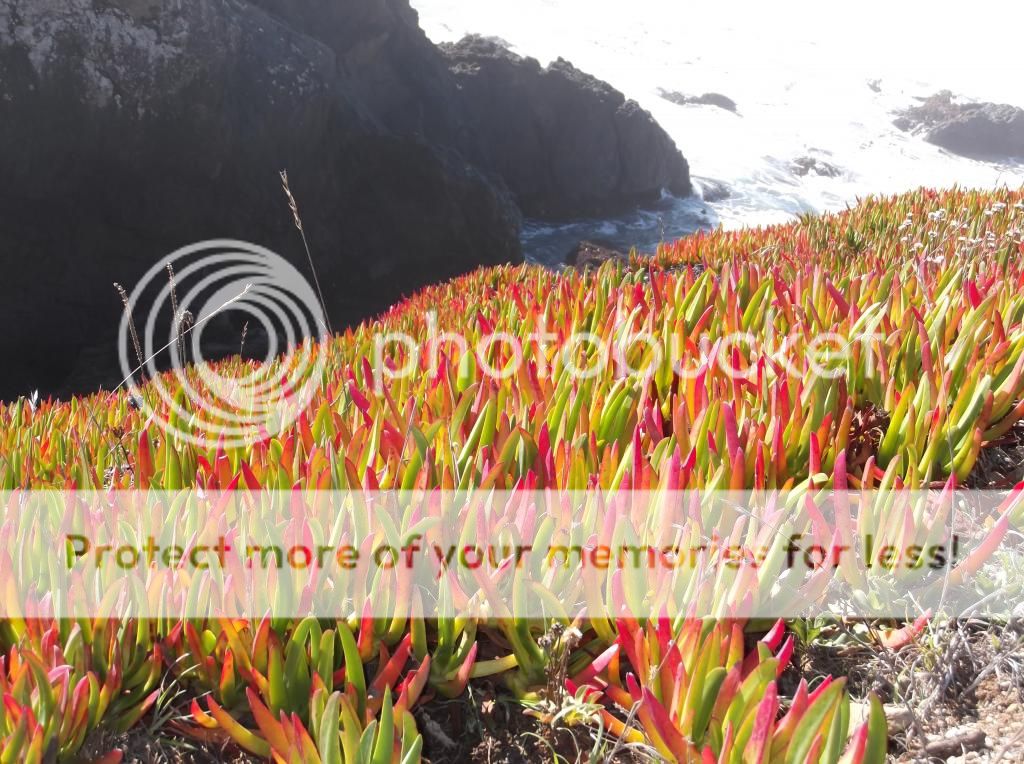  photo DSCF5856_zpsa149e669.jpg