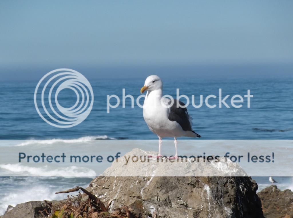  photo DSCF5863_zpsbef9a215.jpg