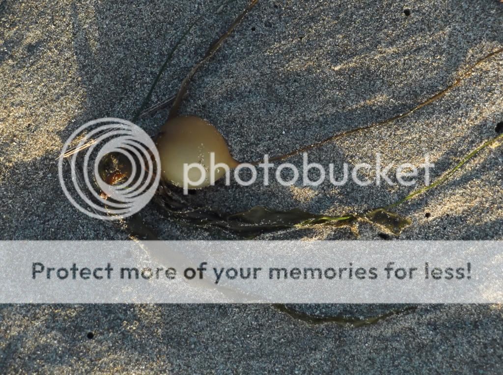  photo DSCF5997_zps67c97622.jpg