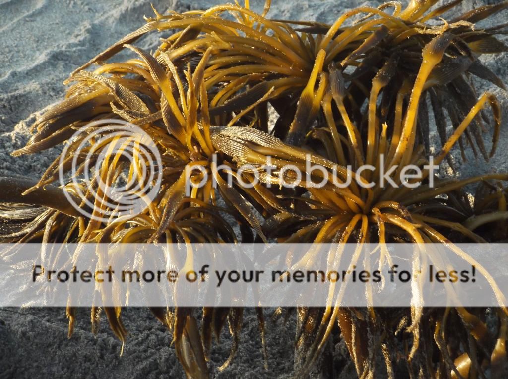  photo DSCF5998_zpsc8fc8ecb.jpg