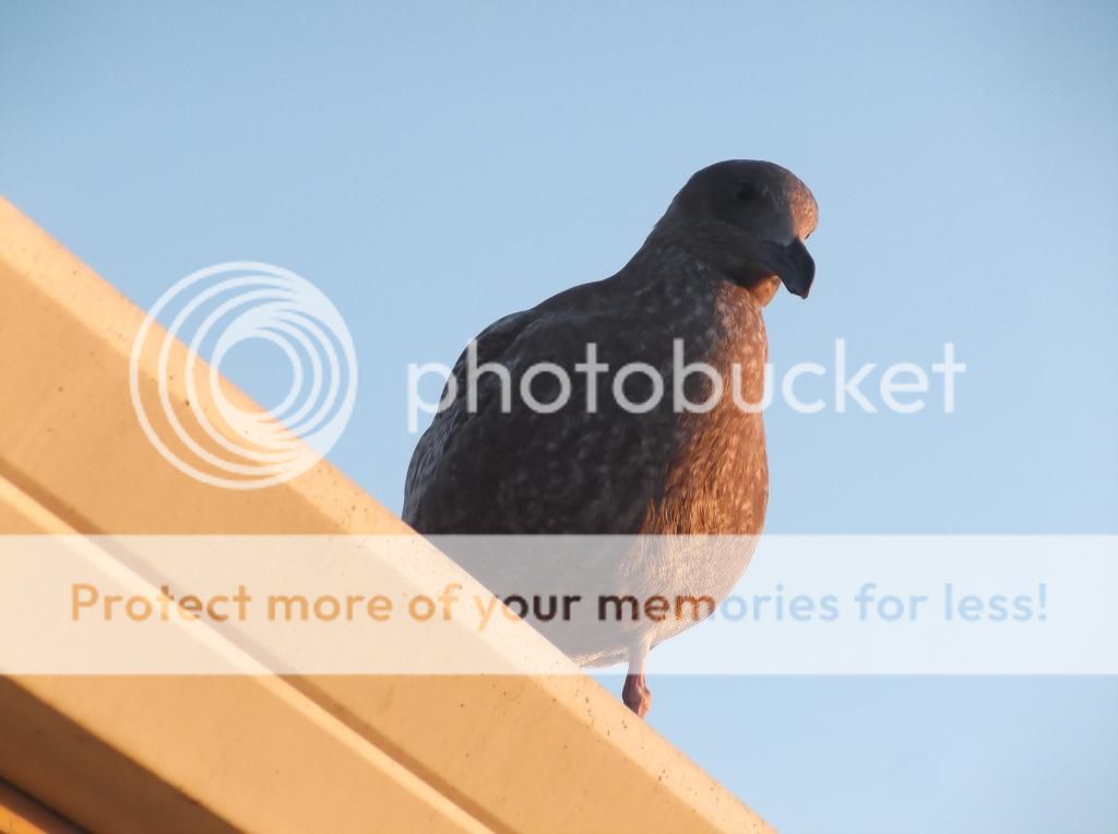  photo DSCF6182_zps2adb3476.jpg