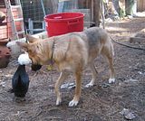 Need advice on rescued dog - Homesteading Questions