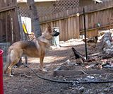 Need advice on rescued dog - Homesteading Questions