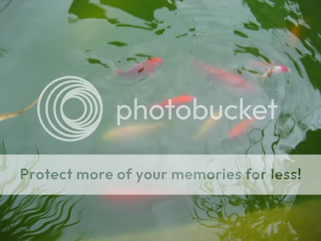 ElEstanque.com - Ver Tema - Mi estanque de koi en Galicia.