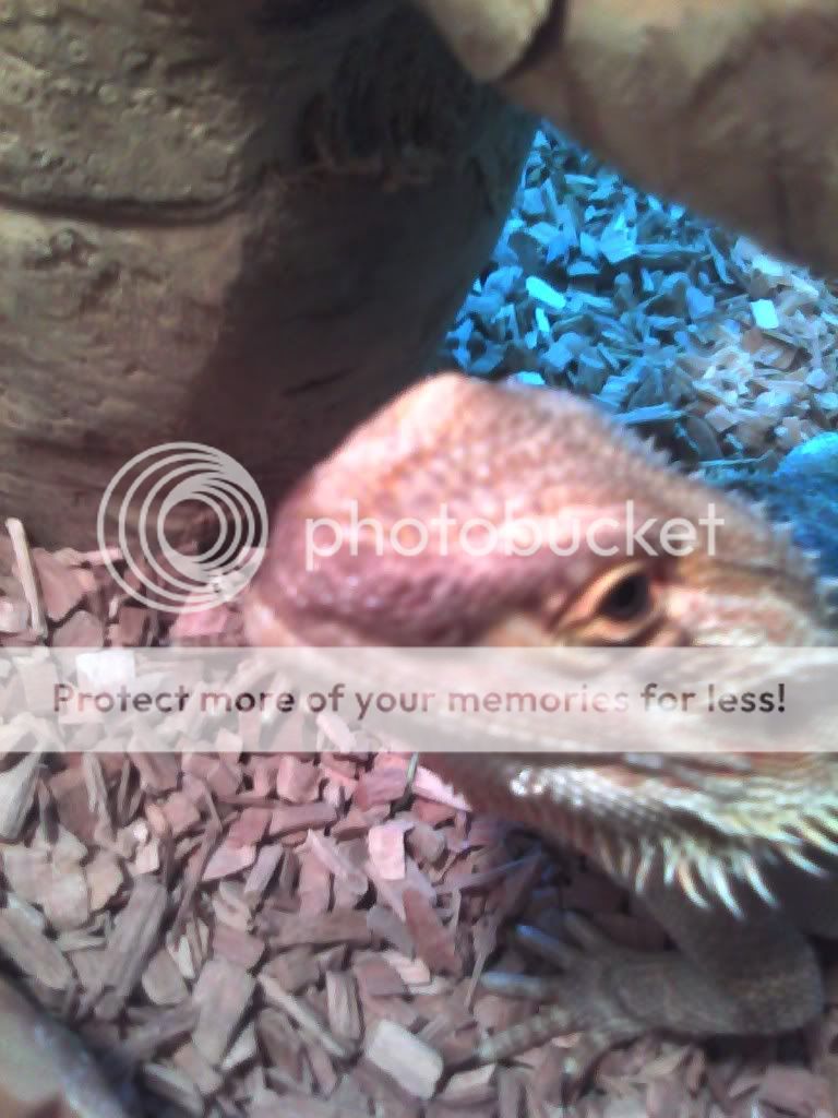 Average Weight For A Bearded Dragon – The Bearded Dragon Blog